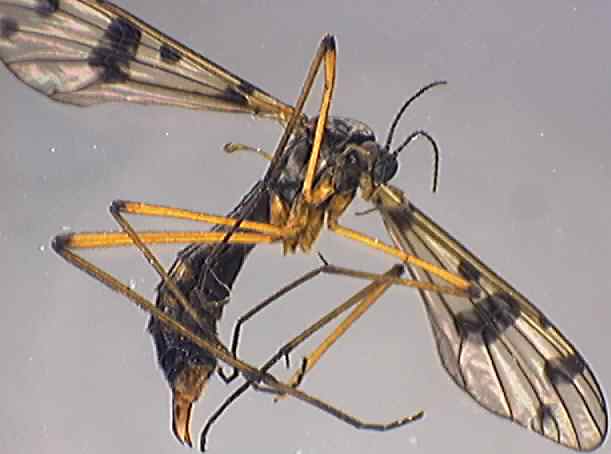 Ptychoptera contaminata
